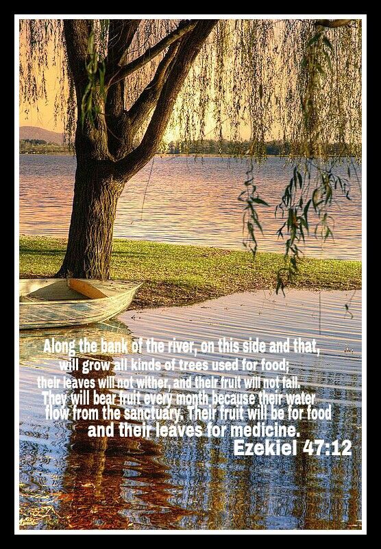 a tree and water with a bible verse