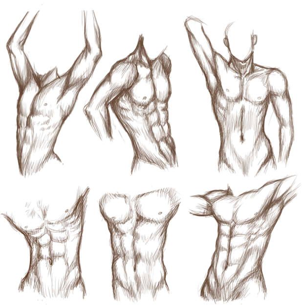 the muscles are drawn in different ways