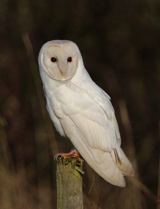 an owl sitting on top of a wooden post