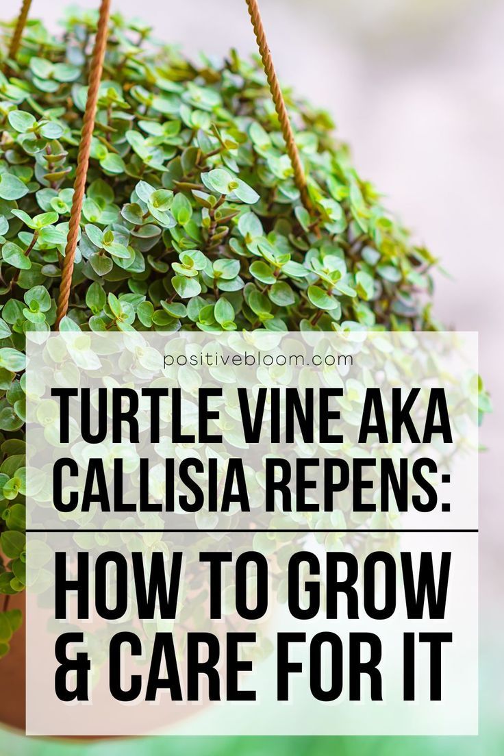 a potted plant with the words turtle vine aka callisia repens how to grow and care for it