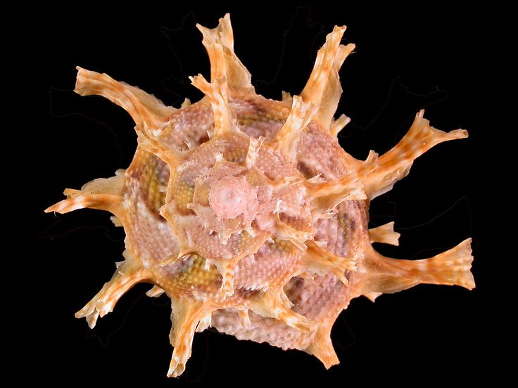 a close up view of an orange and yellow sea urchin on a black background