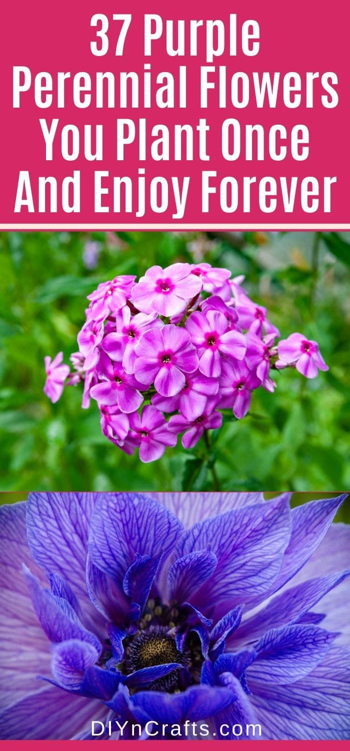 purple flowers with text overlay that says 37 purple perennial flowers you plant once and enjoy forever