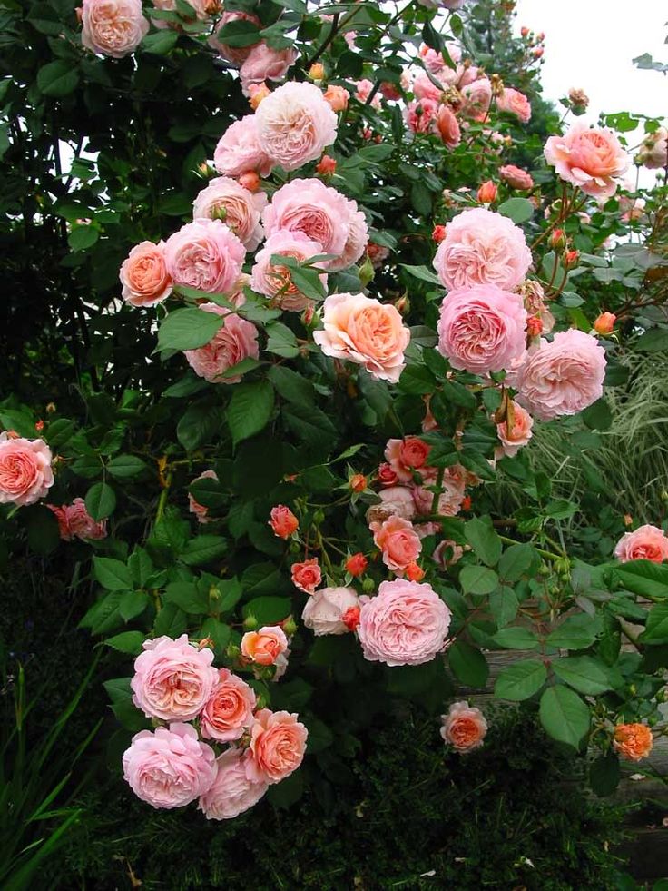 pink roses are blooming in the garden