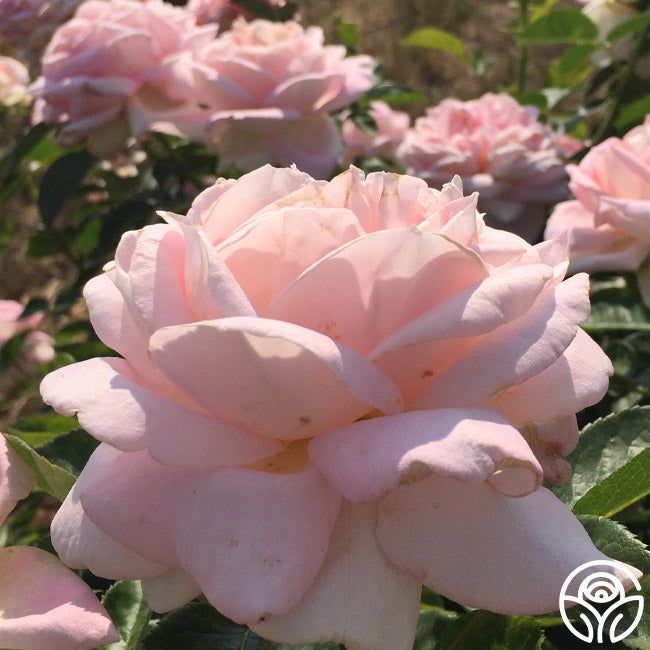 pink flowers are blooming in the garden