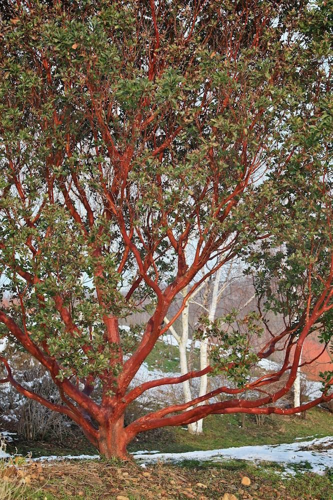 a large red tree with green leaves on it's branches in front of snow covered ground