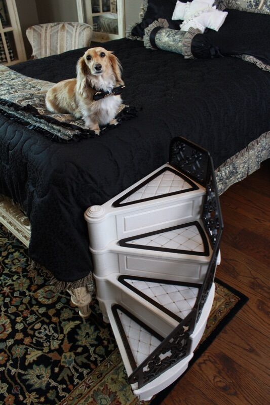 a dog sitting on top of a black bed in a bedroom next to a rug