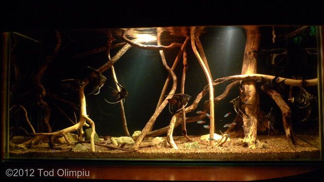 an aquarium filled with lots of different types of plants and animals in it's habitat