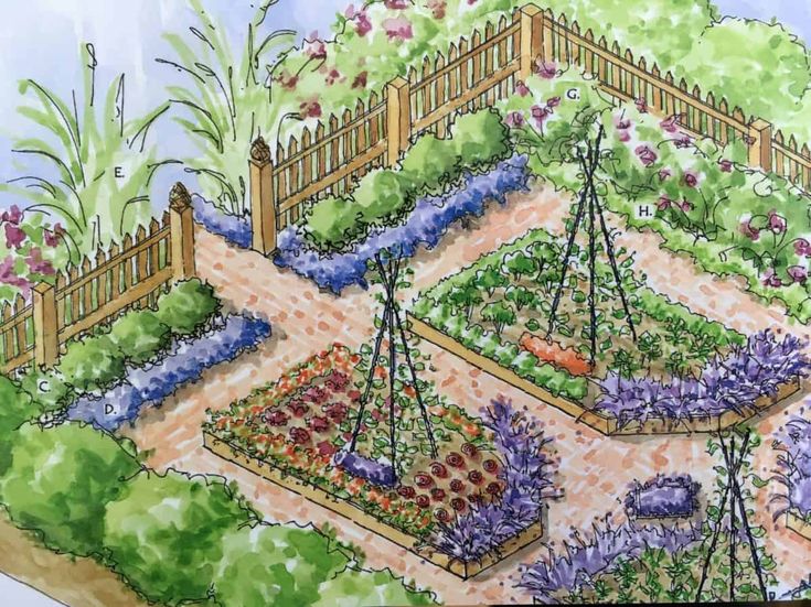 an artist's rendering of a vegetable garden