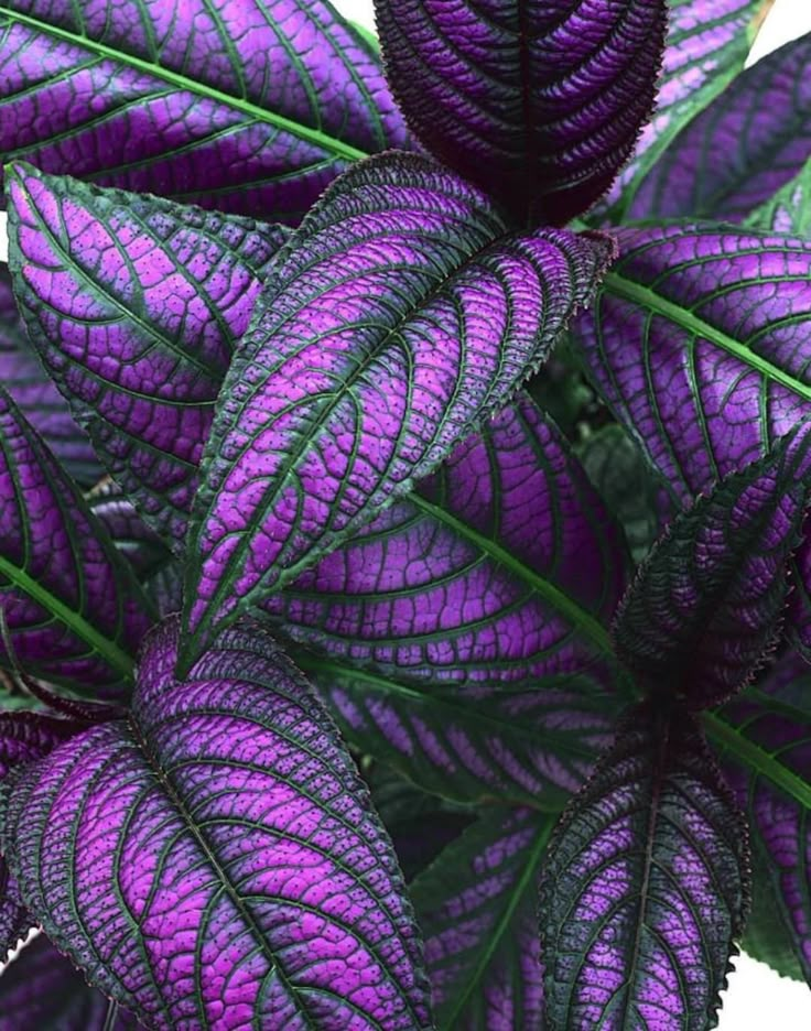 a purple plant with green leaves on it