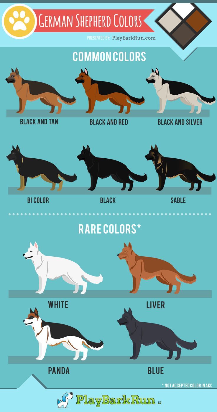 the german shepherd colors chart for dogs, cats and other animals with their names on them