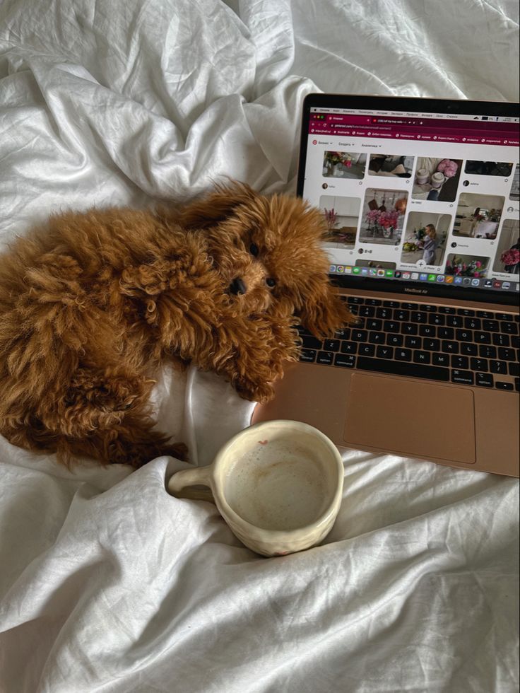 a stuffed dog sitting next to a laptop computer on a white bed with sheets and pillows