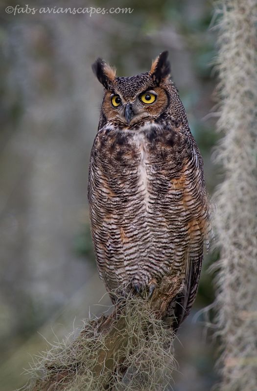 an owl sitting on top of a moss covered tree branch with yellow eyes in the background