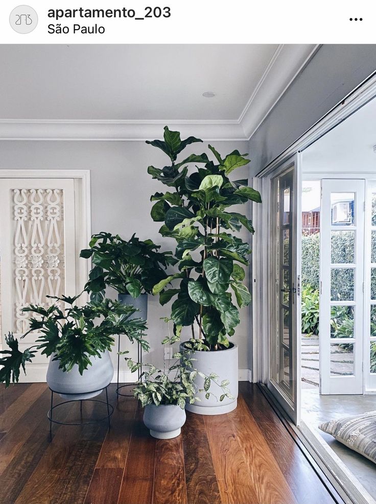 three potted plants sitting on top of a wooden floor