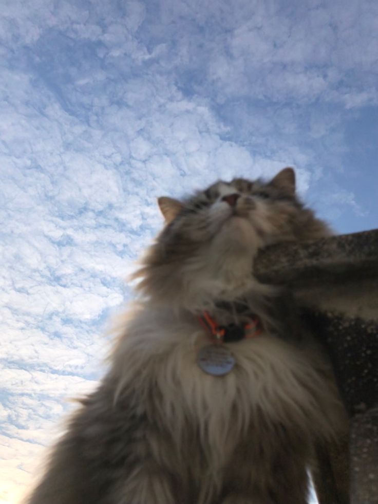 a fluffy cat sitting on top of a cement structure looking up at the sky with clouds in the background