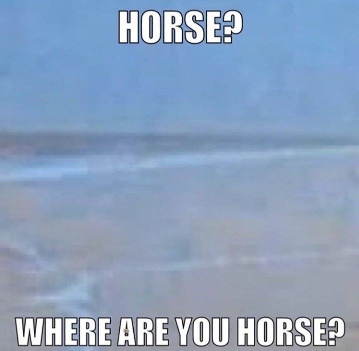 a horse standing on top of a beach next to the ocean with text that reads, where are you horse?