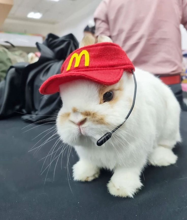 a cat wearing a mcdonald's hat on top of it's head in an office