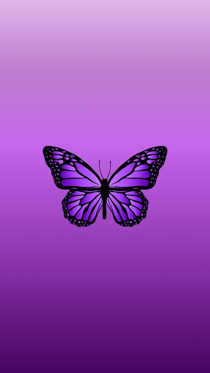 a purple and black butterfly on a purple background