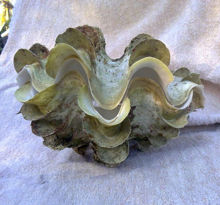 a close up of a plant on a towel