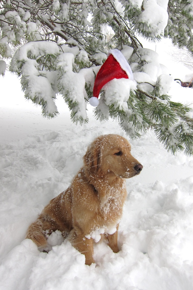 a dog is sitting in the snow under a tree with a santa hat on it's head