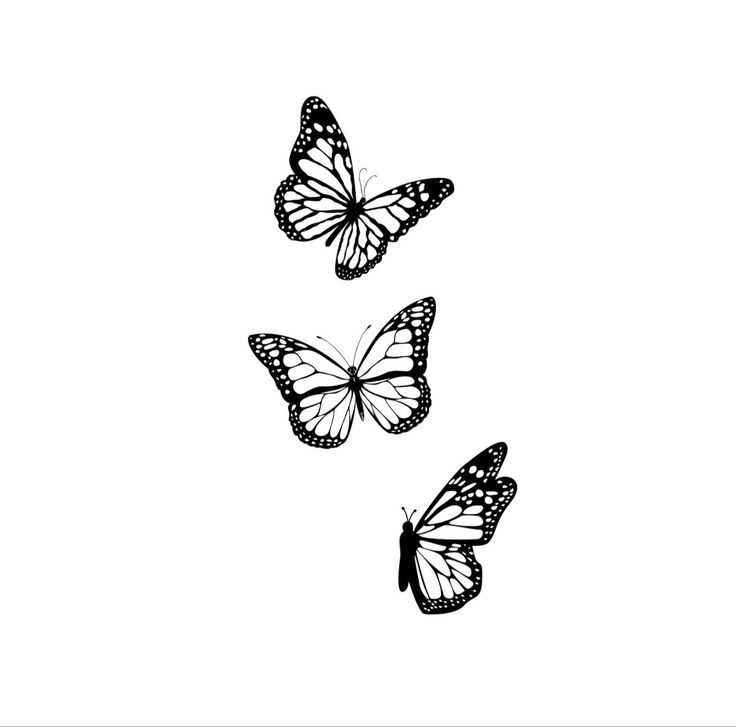 three butterflies flying in the air on a white background, one is black and the other is