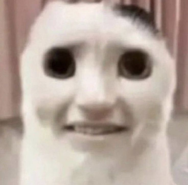 a blurry image of a white cat with black eyes and an odd look on its face