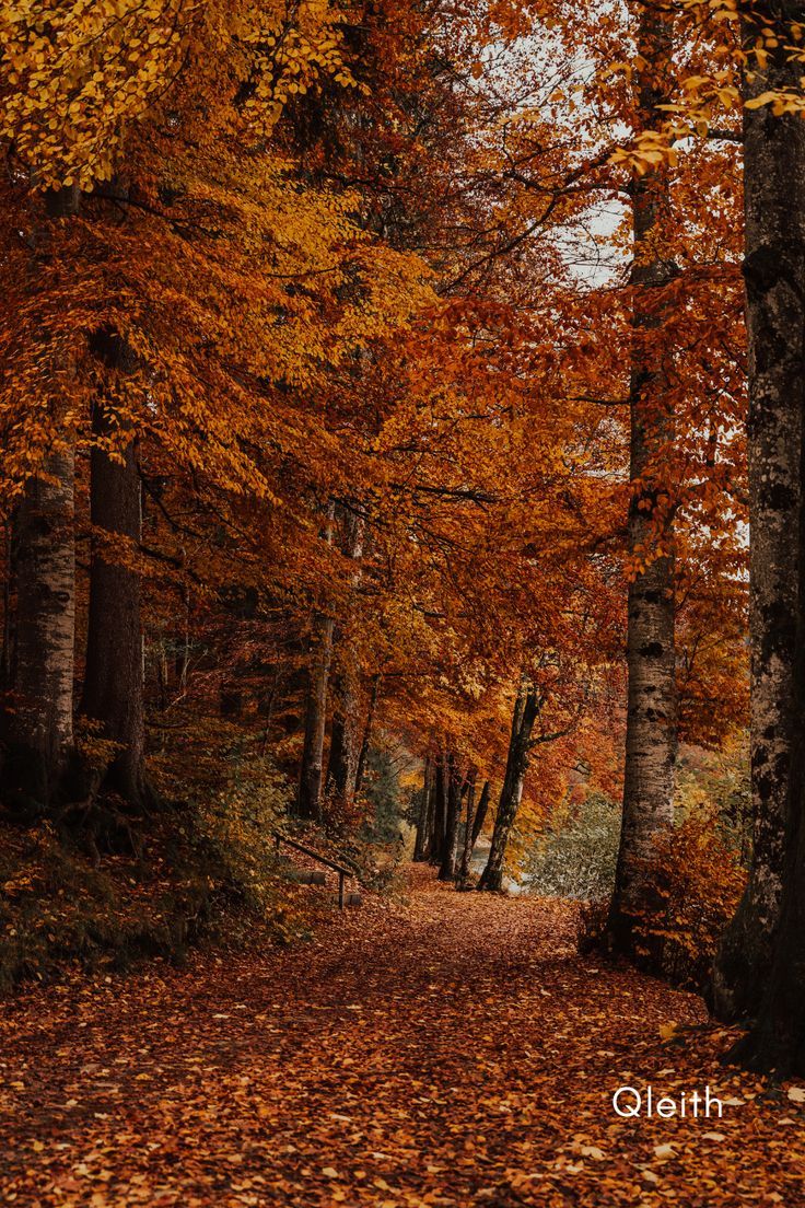 an image of a path in the woods with leaves all over it and fall colors