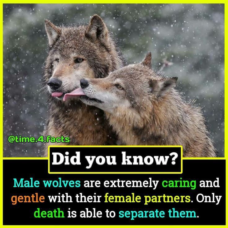 two gray wolfs with their mouths open in front of the caption that says, did you know?