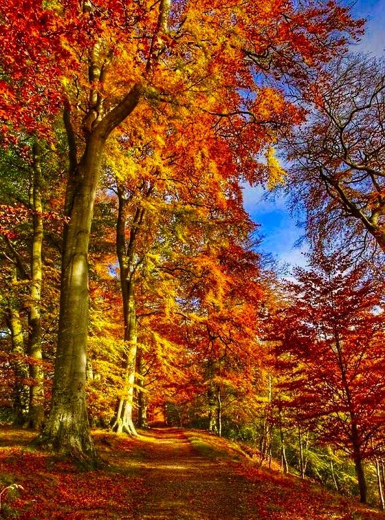 a dirt road surrounded by lots of trees with leaves on the ground and fall colors