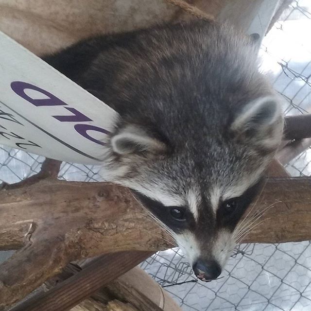 a raccoon standing on top of a wooden post next to a wire fence