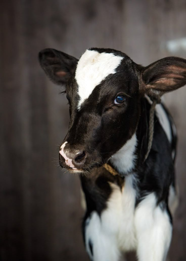 a small black and white cow standing on top of a wooden floor next to a wall