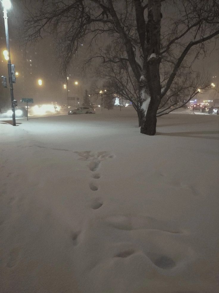 footprints in the snow next to a tree at night