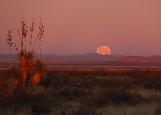 the full moon is setting in the sky over some desert land and trees with no leaves on them