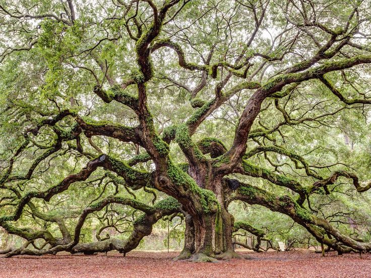 an old tree in the middle of a forest