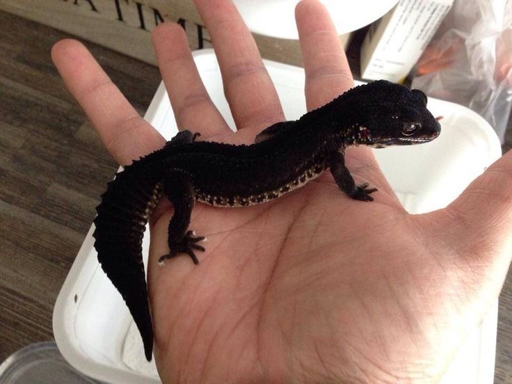 a small lizard sitting on top of a persons hand