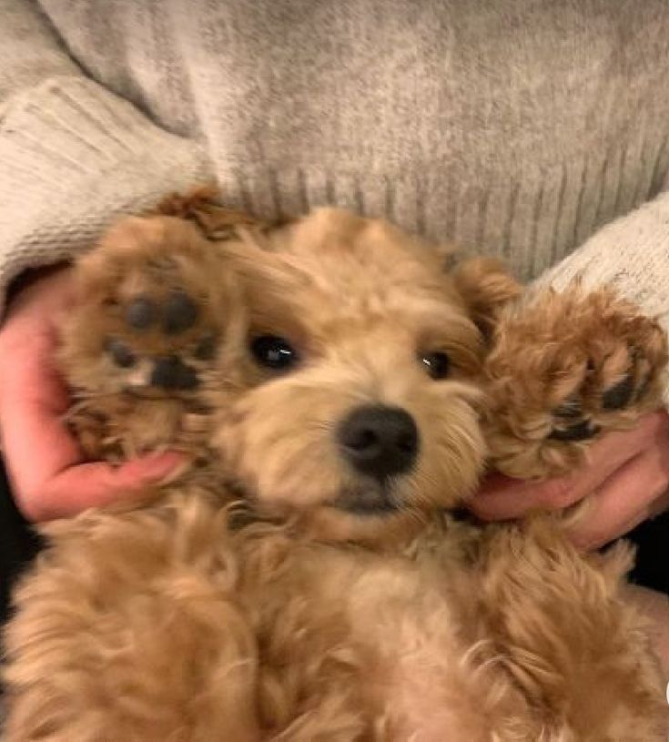 a person holding a small brown dog in their lap and it's eyes open