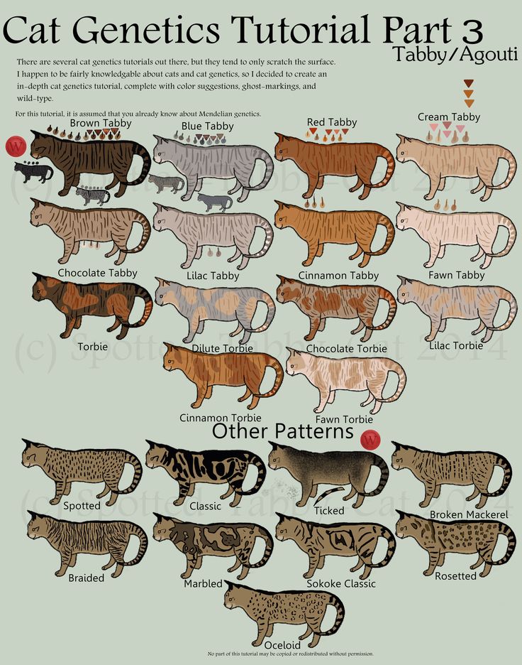 the different types of cats that can be seen in this image, and how they are colored