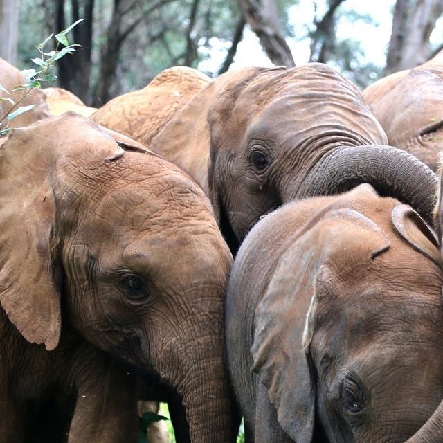 a herd of elephants standing next to each other on a lush green forest covered field