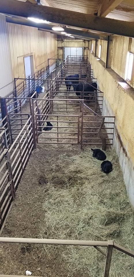 several cows are in their stalls inside the barn with hay on the floor and one is laying down