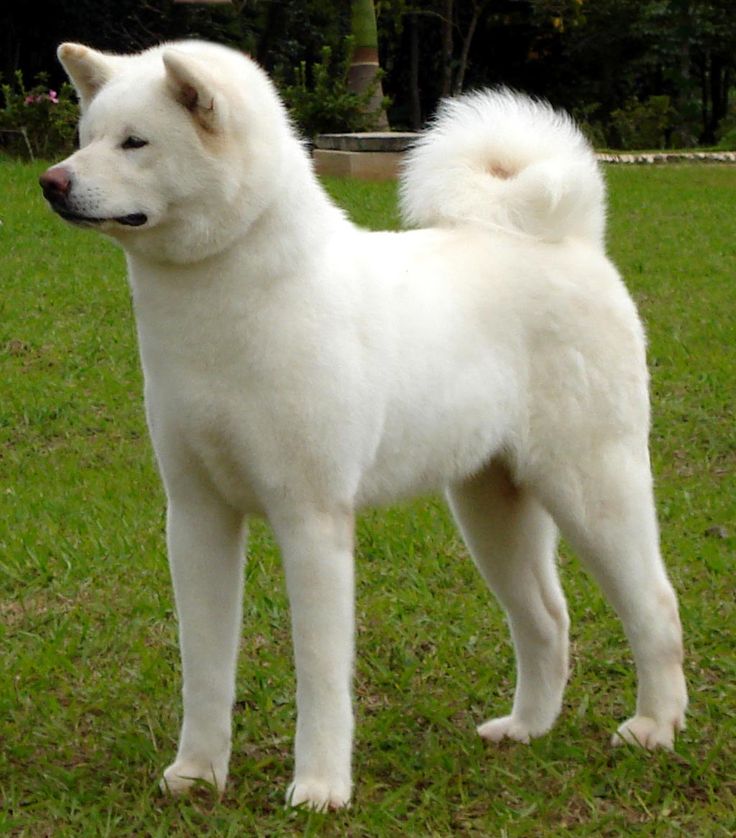 a white dog standing on top of a lush green field