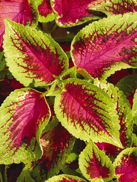 some red and green leaves are growing together