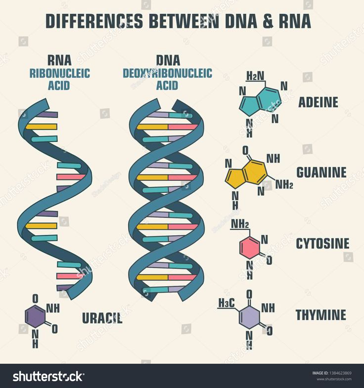 Vector scientific icon spiral of DNA and RNA. An illustration of the differences in the structure of the DNA and RNA molecules. #Ad , #SPONSORED, #spiral#DNA#icon#Vector Doctor Lifestyle, Body Anatomy Organs, Dna E Rna, Dna Worksheet, Dna Drawing, Dna And Rna, Dna Polymerase, Dna Art, Scientific Poster