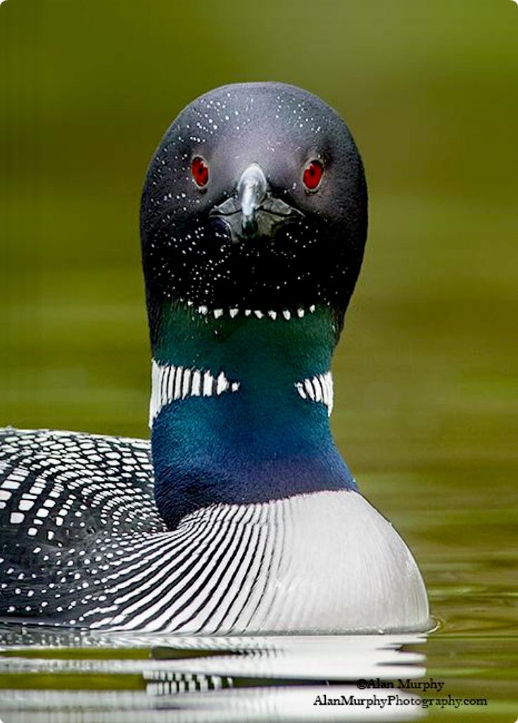 a black and white bird with red eyes swimming in the water on a sunny day