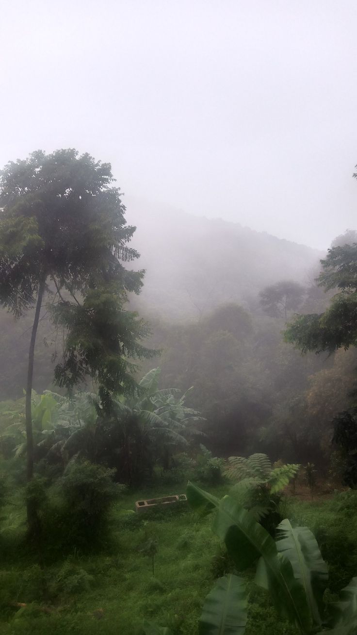 trees and grass in the fog on a cloudy day