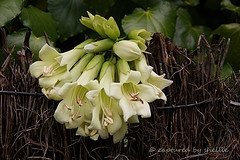 a bunch of flowers that are on top of a wire fence in front of some leaves