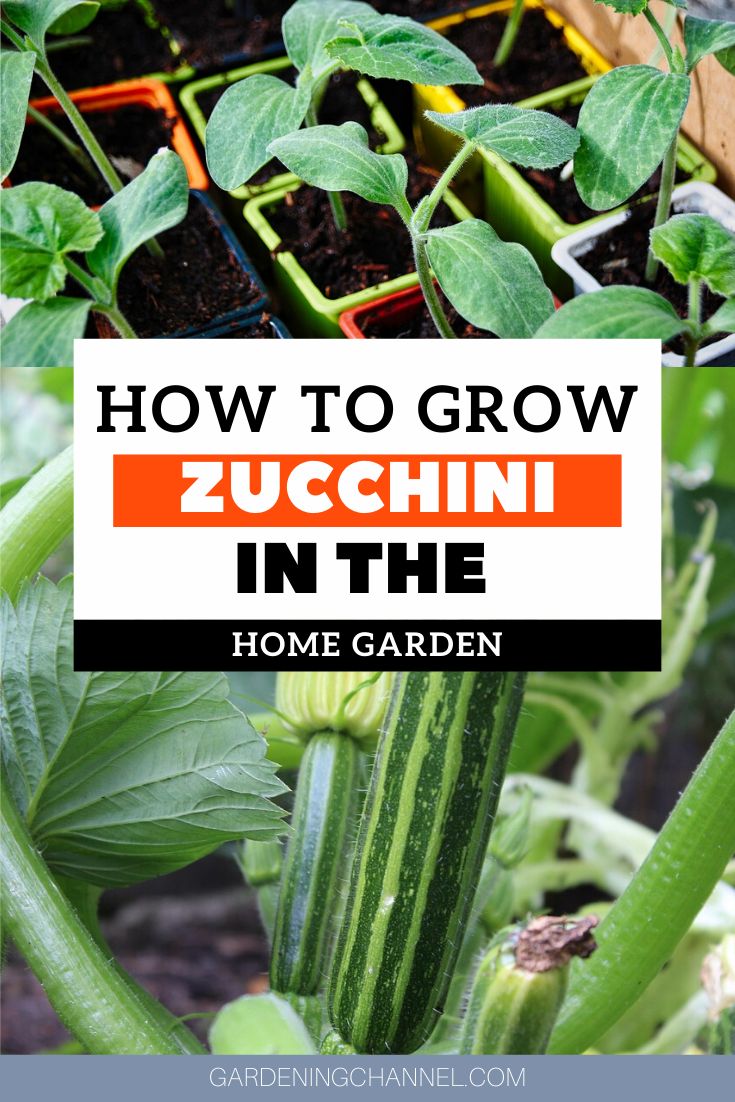 zucchini in the garden with text overlay how to grow zucchini in the home garden