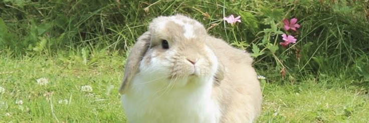 a brown and white rabbit sitting in the grass with pink flowers behind it's head