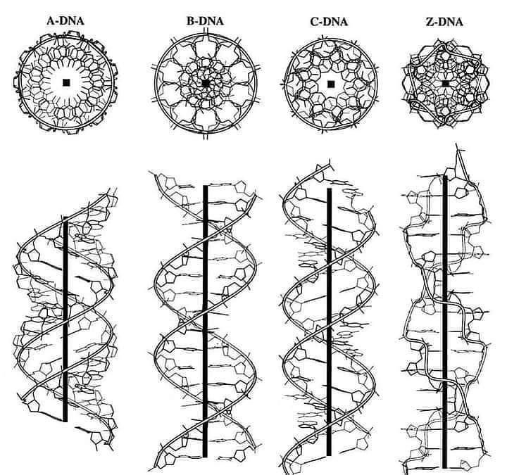 the diagram shows different types of spirals