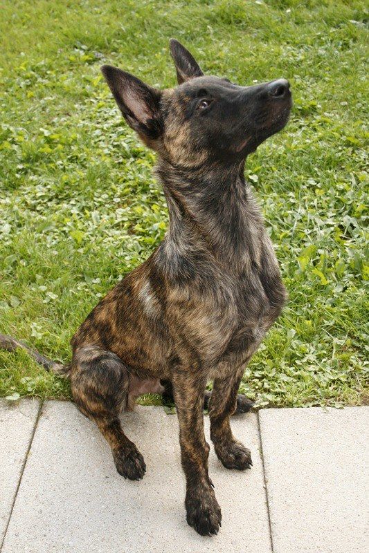 a brown dog sitting on top of a sidewalk next to a green grass covered field