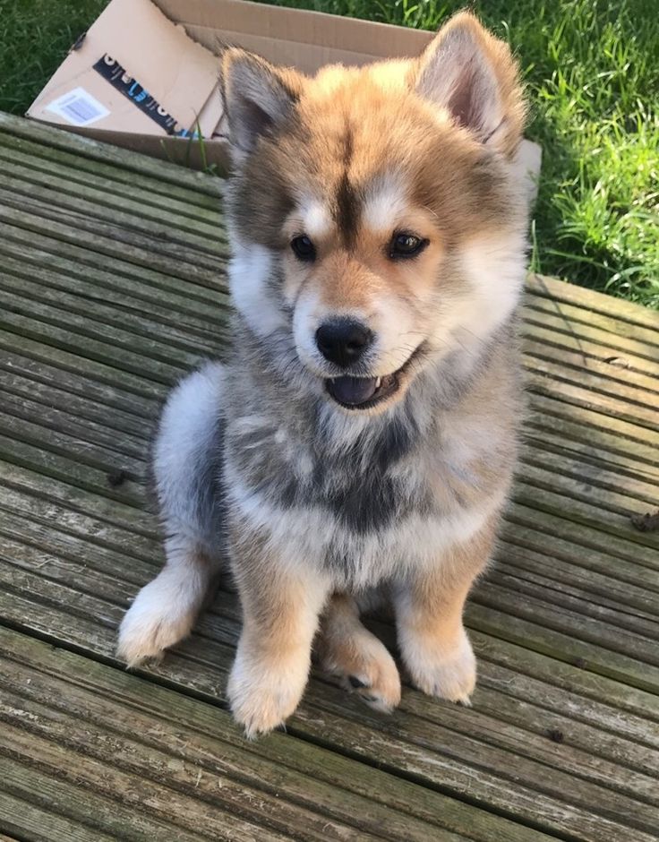 a small dog sitting on top of a wooden bench