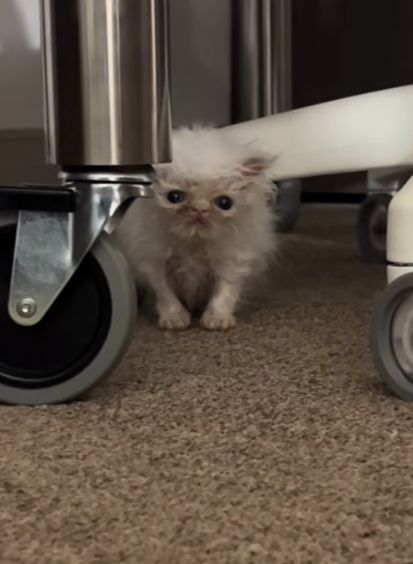 a small white kitten sitting under a table next to a metal cart with wheels on it